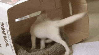 16 chú cáo với những cử chỉ dễ thương đốn tim người nhìn 10