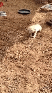 16 chú cáo với những cử chỉ dễ thương đốn tim người nhìn 13