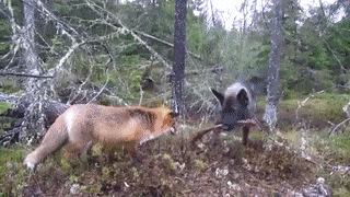 16 chú cáo với những cử chỉ dễ thương đốn tim người nhìn 14