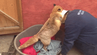 16 chú cáo với những cử chỉ dễ thương đốn tim người nhìn 15