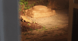 16 chú cáo với những cử chỉ dễ thương đốn tim người nhìn 7