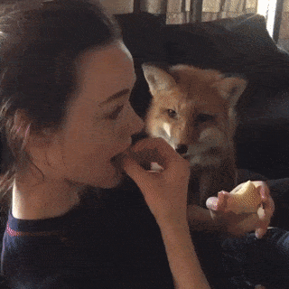 16 chú cáo với những cử chỉ dễ thương đốn tim người nhìn 3