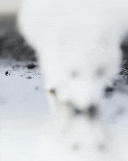 16 chú cáo với những cử chỉ dễ thương đốn tim người nhìn 4