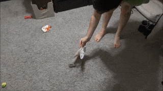 16 chú cáo với những cử chỉ dễ thương đốn tim người nhìn 11