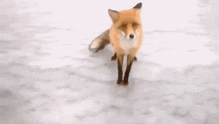 16 chú cáo với những cử chỉ dễ thương đốn tim người nhìn 12