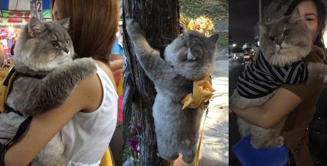 Em mèo béo như khủng long tẩm bột nhưng suốt ngày nũng nịu đeo balô cute