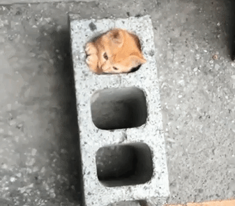 30 chứng minh cho con người ngu dốt để xem "tất cả chết pháo đài" funny người sao meo! # 5 mèo quá khổ là những cặp cùng của đức hạnh ...