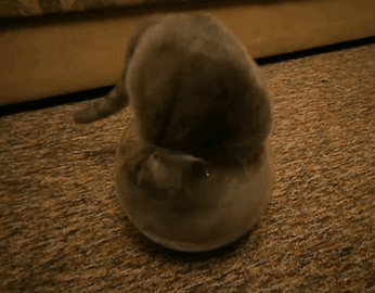 30 chứng minh cho con người ngu dốt để xem "tất cả chết pháo đài" funny người sao meo! # 5 mèo quá khổ là những cặp cùng của đức hạnh ...