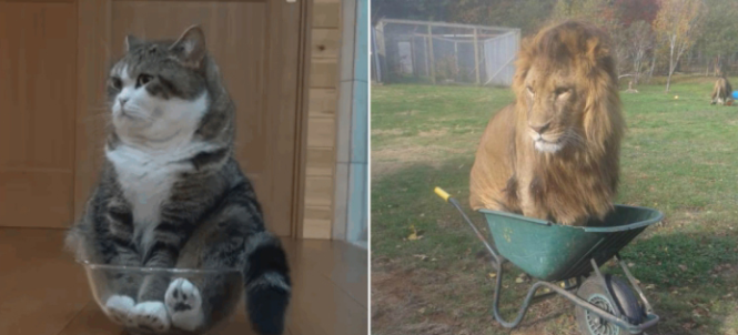 Cười sảng khoái với 25+ sở thích ‘chui rúc’ của các ‘chú mèo’, #27 khả năng uốn dẻo thật bất ngờ