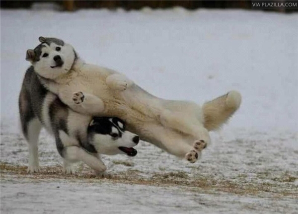 Thật ra husky chỉ là một lũ ngốc