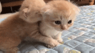 15 khoảnh khắc không thể không yêu của những chú mèo con