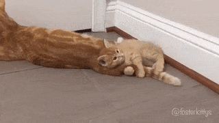 15 khoảnh khắc không thể không yêu của những chú mèo con 8