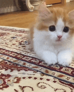 15 khoảnh khắc không thể không yêu của những chú mèo con 12