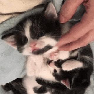 15 khoảnh khắc không thể không yêu của những chú mèo con 13