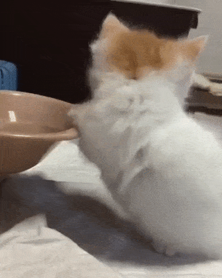 15 khoảnh khắc không thể không yêu của những chú mèo con 14