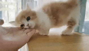 15 khoảnh khắc không thể không yêu của những chú mèo con 15