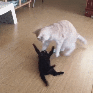 15 khoảnh khắc không thể không yêu của những chú mèo con 2