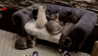 15 khoảnh khắc không thể không yêu của những chú mèo con 3