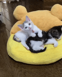 15 khoảnh khắc không thể không yêu của những chú mèo con 6