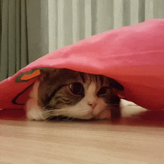 15 khoảnh khắc không thể không yêu của những chú mèo con 4