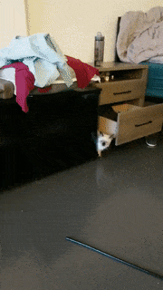 15 khoảnh khắc không thể không yêu của những chú mèo con 9