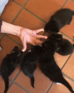 15 khoảnh khắc không thể không yêu của những chú mèo con 10