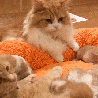 15 khoảnh khắc không thể không yêu của những chú mèo con 11