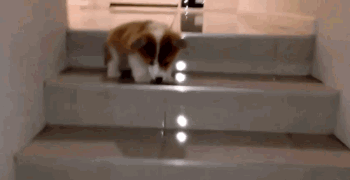 Cười nghiêng ngả với 13 chú cún học lên xuống cầu thang, #12 vừa chân ngắn lại tròn như cục bông, làm sao đây? 2