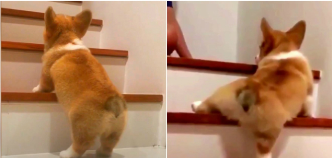 Cười nghiêng ngả với 13 chú cún học lên xuống cầu thang, #12 vừa chân ngắn lại tròn như cục bông, làm sao đây?