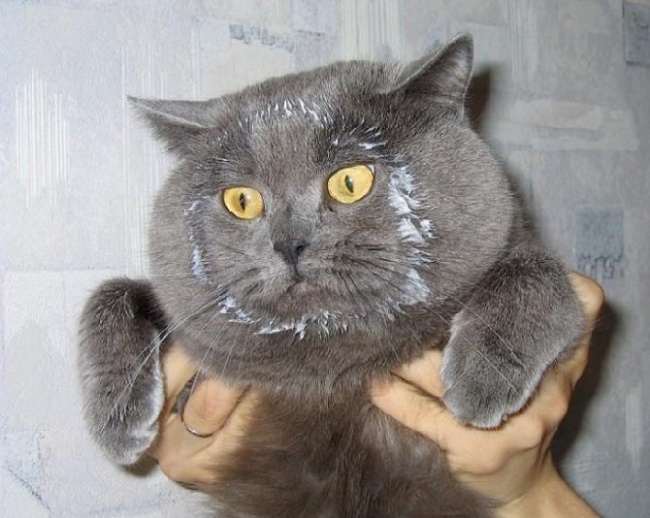 17 lý do để bạn phải tin rằng mèo đích thị là ‘kẻ biết tuốt’, #13 y hệt phim hành động