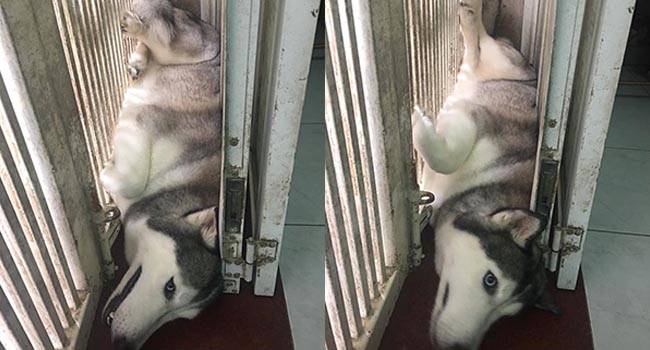 Nàng cún 4 tuổi nặng 30kg thích ngủ lộn đầu, ăn… vữa tráng miệng