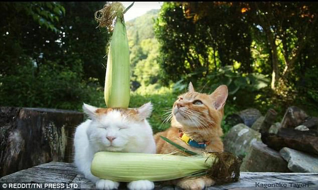 Nhũn tim trước 12 con mèo với phụ kiện dễ thương chết người