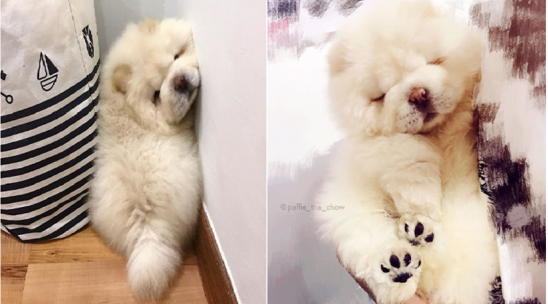 Đã béo lùn lại còn chân ngắn, chú chó cục bông di động vẫn cứ là xinh hết nấc