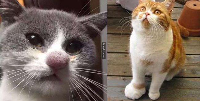 20 chú mèo bị ong mật đốt thật đáng thương, nhưng vẻ mặt u sầu của nó khiến ai xem cũng bật cười