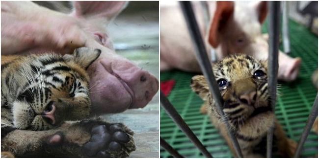 Hổ sơ sinh sống chung cùng đàn lợn, khi lớn lên nó không còn là chúa sơn lâm nữa?