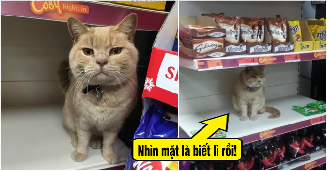 Con mèo ‘cố thủ’ trong siêu thị dù bị quẳng ra ngoài nhiều lần, sự lì lợm đã làm nó… nổi tiếng