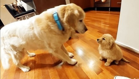 Lần đầu gặp mặt, ‘vàng lớn’ ra dáng anh trai yêu thương ‘vàng nhỏ’, dân mạng xuýt xoa: Đáng yêu quá