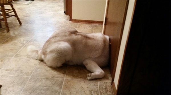 Những hành động chứng tỏ husky sinh ra đã ngớ ngẩn