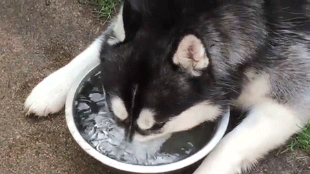 Những hành động chứng tỏ husky sinh ra đã ngớ ngẩn 29