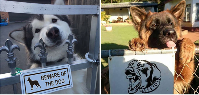 Cười nghiêng ngả với 20 chó cún đáng yêu bị gắn mác ‘Cẩn thận chó dữ’, thật oan ức!