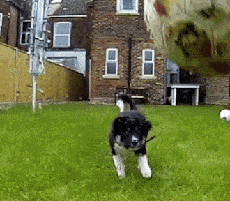 15 cú ngã sấp mặt của những chú chó vụng về chưa từng thấy 2