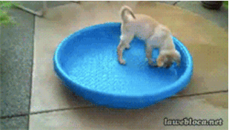 15 cú ngã sấp mặt của những chú chó vụng về chưa từng thấy 11