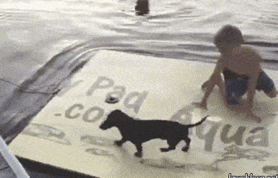 15 cú ngã sấp mặt của những chú chó vụng về chưa từng thấy 14