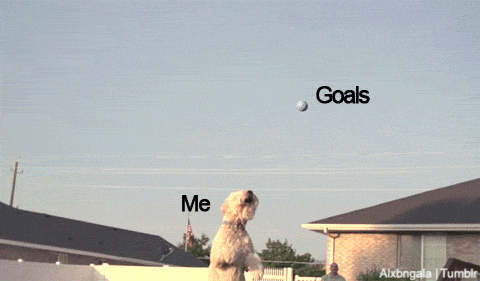 15 cú ngã sấp mặt của những chú chó vụng về chưa từng thấy 15