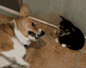 15 giây phút lỡ dại của các loài động vật 15