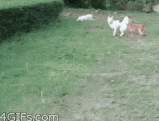 15 cú ngã sấp mặt của những chú chó vụng về chưa từng thấy 4