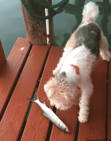 15 giây phút lỡ dại của các loài động vật 4