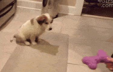 15 cú ngã sấp mặt của những chú chó vụng về chưa từng thấy 5