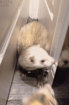 15 giây phút lỡ dại của các loài động vật 5