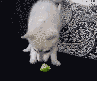 15 giây phút lỡ dại của các loài động vật 6